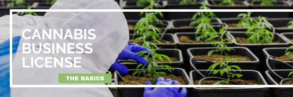 Cannabis Business License: The Basics; Graphic: young cannabis plants