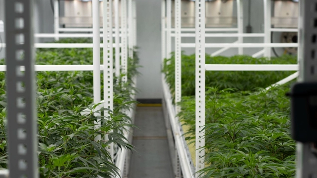 cannabis cultivation room