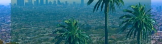 Palm Trees