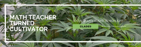 cannabis leaves
