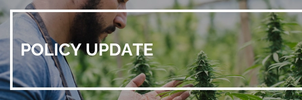 Policy Update; Graphic: Man with beard reaches out to touch a cannabis plant