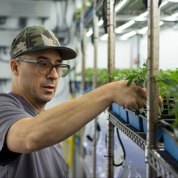 man tending to young cannabis plants