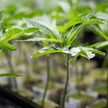 young cannabis plants
